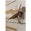 Image 2 : Life-sized Flying RING NECK PHEASANT on a Wooden Wall Hanger