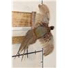Image 3 : Life-sized Flying RING NECK PHEASANT on a Wooden Wall Hanger
