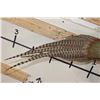Image 4 : Life-sized Flying RING NECK PHEASANT on a Wooden Wall Hanger