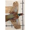 Image 5 : Life-sized Flying RING NECK PHEASANT on a Wooden Wall Hanger