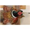 Image 6 : Life-sized Flying RING NECK PHEASANT on a Wooden Wall Hanger