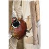 Image 8 : Life-sized Flying RING NECK PHEASANT on a Wooden Wall Hanger