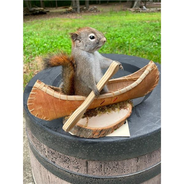 *New* PINE SQUIRREL Mounted in a Canoe