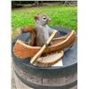 Image 1 : *New* PINE SQUIRREL Mounted in a Canoe