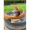 Image 3 : *New* PINE SQUIRREL Mounted in a Canoe