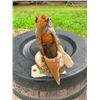 Image 4 : *New* PINE SQUIRREL Mounted in a Canoe