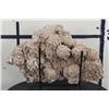 Image 7 : Stunning "DESERT ROSE GYPSUM" or Selenite Crystal Formation Cluster, Weight: 7lbs 1oz