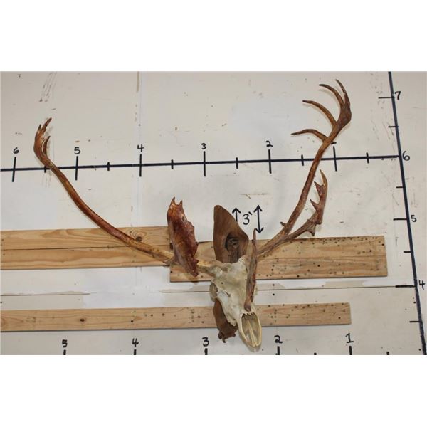 Big 26-Point CARIBOU Skull on a Driftwood Wall Hanger