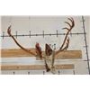 Image 1 : Big 26-Point CARIBOU Skull on a Driftwood Wall Hanger