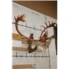 Image 3 : Big 26-Point CARIBOU Skull on a Driftwood Wall Hanger