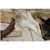 Image 4 : Big 26-Point CARIBOU Skull on a Driftwood Wall Hanger