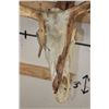 Image 5 : Big 26-Point CARIBOU Skull on a Driftwood Wall Hanger