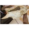 Image 6 : Big 26-Point CARIBOU Skull on a Driftwood Wall Hanger