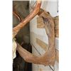 Image 7 : Big 26-Point CARIBOU Skull on a Driftwood Wall Hanger