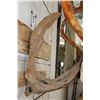 Image 8 : Big 26-Point CARIBOU Skull on a Driftwood Wall Hanger