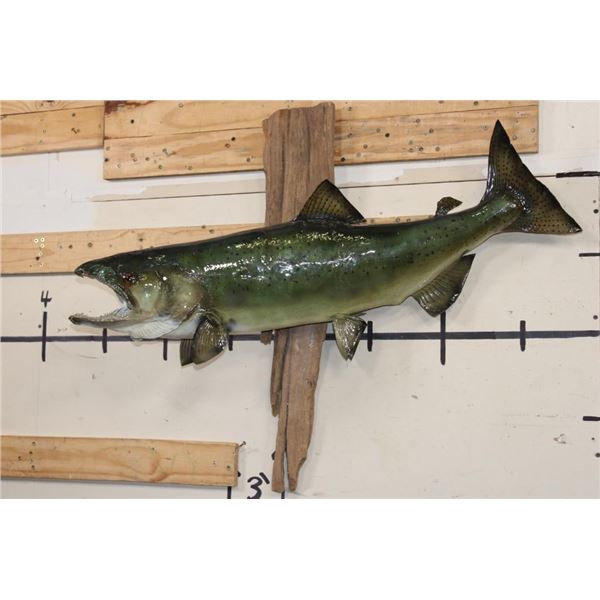 Real Skin KING SALMON Fish Mounted on Driftwood