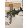 Image 2 : Real Skin KING SALMON Fish Mounted on Driftwood