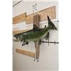 Image 3 : Real Skin KING SALMON Fish Mounted on Driftwood