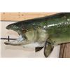 Image 4 : Real Skin KING SALMON Fish Mounted on Driftwood