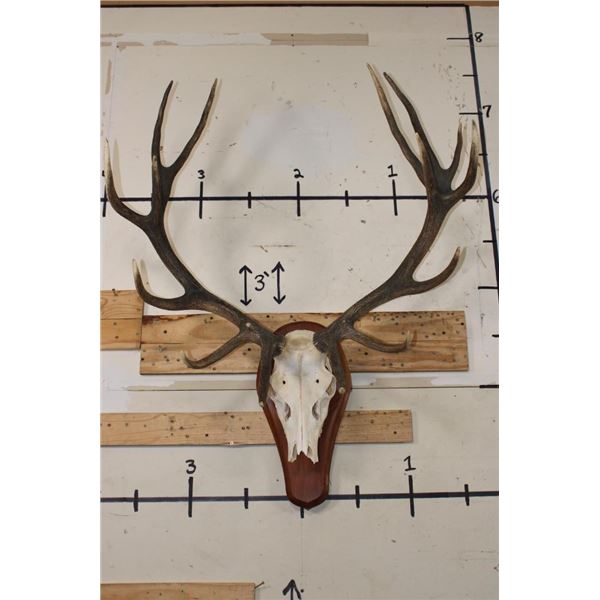 16-Point RED STAG Skull on a Wood Plaque