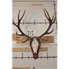 Image 1 : 16-Point RED STAG Skull on a Wood Plaque