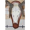 Image 5 : 16-Point RED STAG Skull on a Wood Plaque