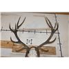 Image 7 : 16-Point RED STAG Skull on a Wood Plaque
