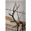 Image 8 : 16-Point RED STAG Skull on a Wood Plaque