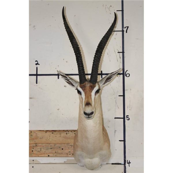 GRANT'S GAZELLE Shoulder Mount