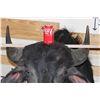 Image 10 : WATER BUFFALO Shoulder Mount