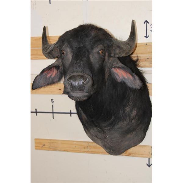 WATER BUFFALO Shoulder Mount