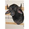 Image 1 : WATER BUFFALO Shoulder Mount