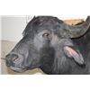 Image 5 : WATER BUFFALO Shoulder Mount