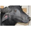 Image 7 : WATER BUFFALO Shoulder Mount