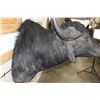 Image 8 : WATER BUFFALO Shoulder Mount