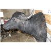 Image 9 : WATER BUFFALO Shoulder Mount