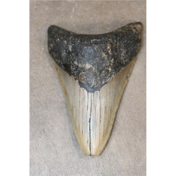 Big Fossilized MEGALODON SHARK Tooth