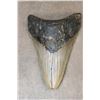 Image 1 : Big Fossilized MEGALODON SHARK Tooth