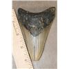 Image 2 : Big Fossilized MEGALODON SHARK Tooth