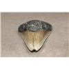 Image 3 : Big Fossilized MEGALODON SHARK Tooth