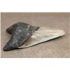 Image 4 : Big Fossilized MEGALODON SHARK Tooth