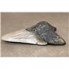 Image 5 : Big Fossilized MEGALODON SHARK Tooth