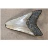Image 7 : Big Fossilized MEGALODON SHARK Tooth