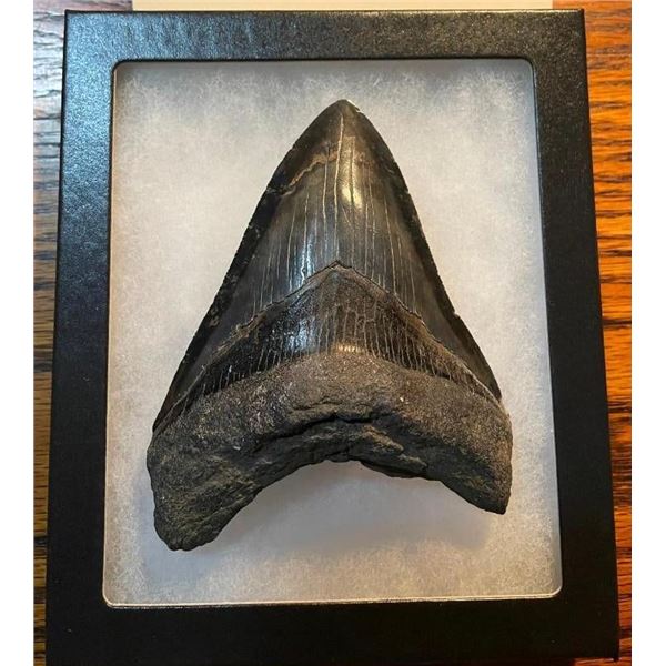 1 Monster-Sized MEGALODON SHARK Tooth in a Glass Display Case