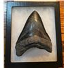 Image 1 : 1 Monster-Sized MEGALODON SHARK Tooth in a Glass Display Case