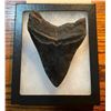 Image 2 : 1 Monster-Sized MEGALODON SHARK Tooth in a Glass Display Case