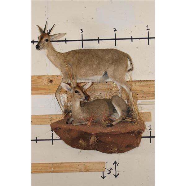 2 Life-sized COMMON DUIKERS on a simulated Rock Wall Hanging Base