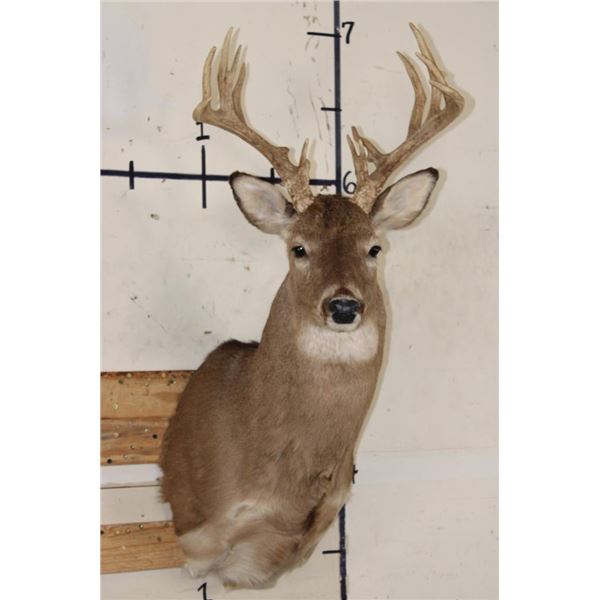 14-Point WHITETAIL DEER Shoulder Mount
