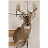 Image 1 : 14-Point WHITETAIL DEER Shoulder Mount