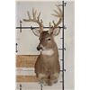 Image 2 : 14-Point WHITETAIL DEER Shoulder Mount